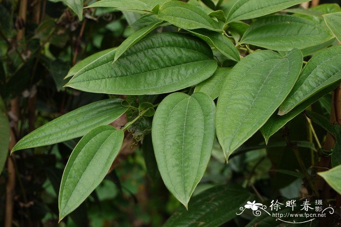 穿鞘菝葜Smilax perfoliata