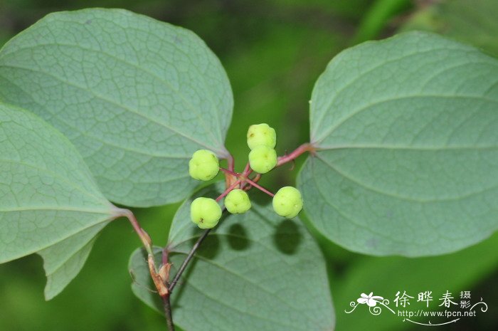鞘柄菝葜Smilax stans 鞘柄菝葜Smilax stans
