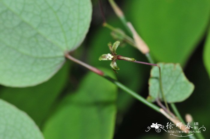 鞘柄菝葜Smilax stans 鞘柄菝葜Smilax stans