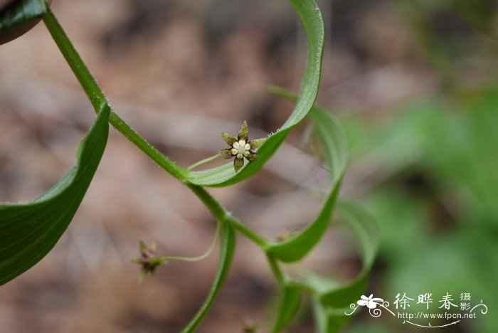 丝梗扭柄花Streptopus koreanus