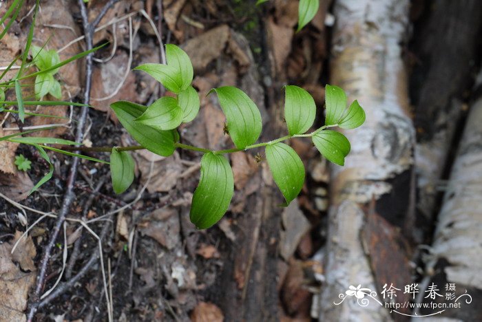 丝梗扭柄花Streptopus koreanus