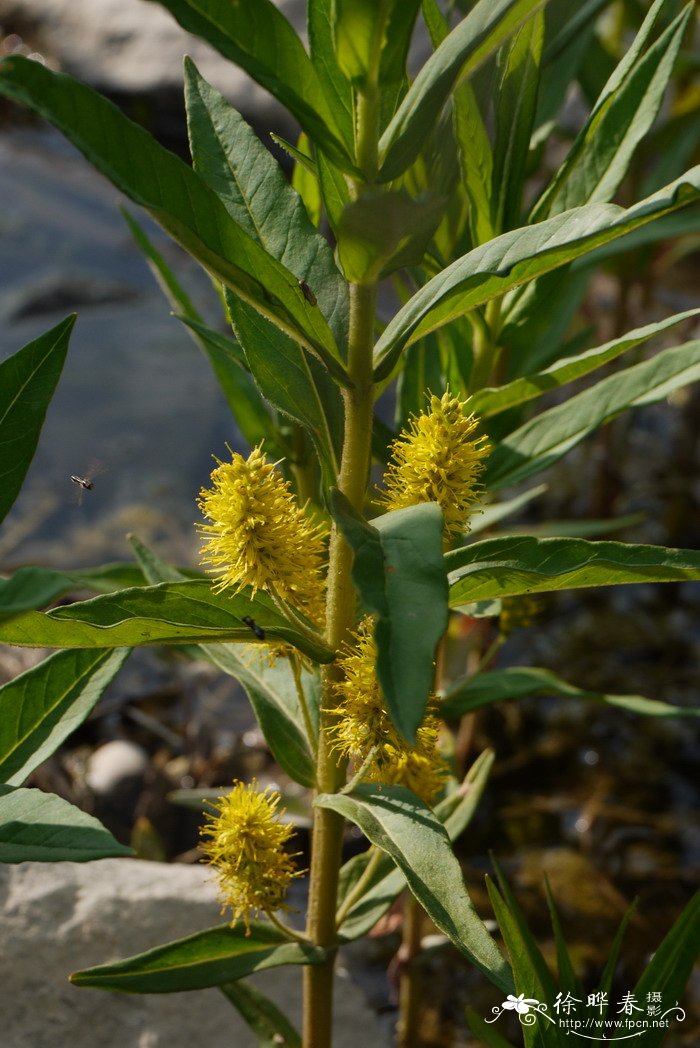 球尾花Lysimachia thyrsiflora 球尾花Lysimachia thyrsiflora