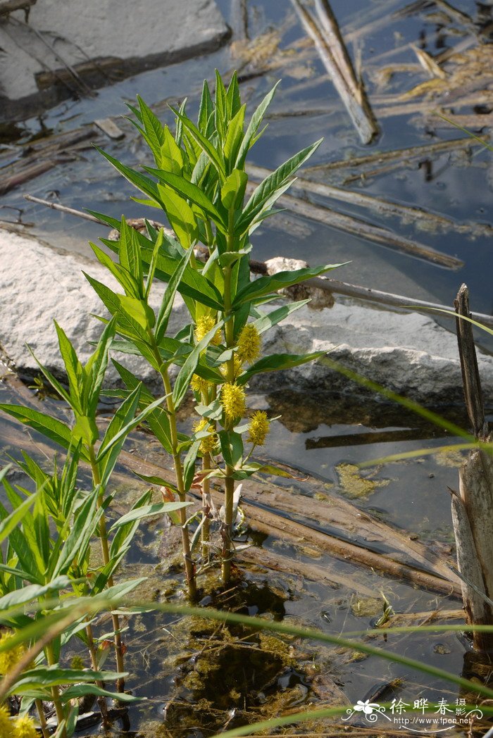 球尾花Lysimachia thyrsiflora 球尾花Lysimachia thyrsiflora