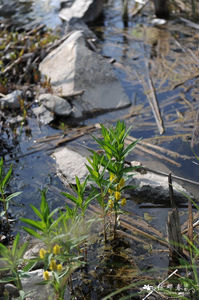 球尾花Lysimachia thyrsiflora 球尾花Lysimachia thyrsiflora