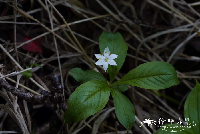 七瓣莲Trientalis europaea