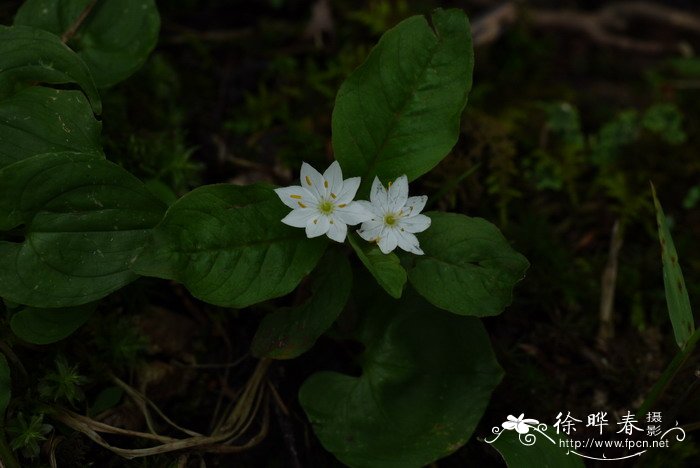 七瓣莲Trientalis europaea 七瓣莲Trientalis europaea