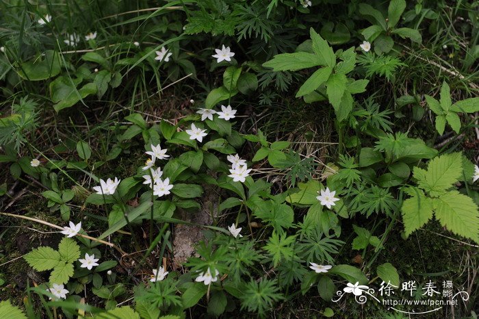 七瓣莲Trientalis europaea