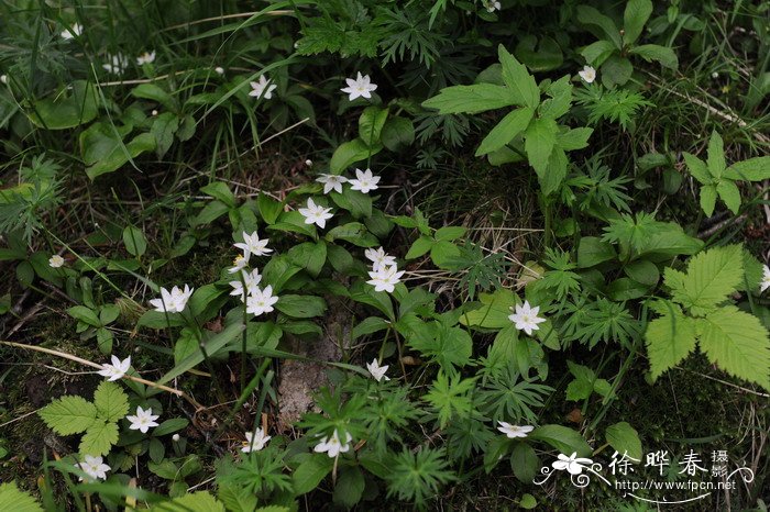 七瓣莲Trientalis europaea 七瓣莲Trientalis europaea