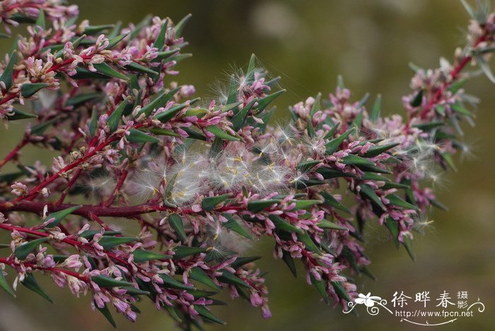 多枝柽柳Tamarix ramosissima