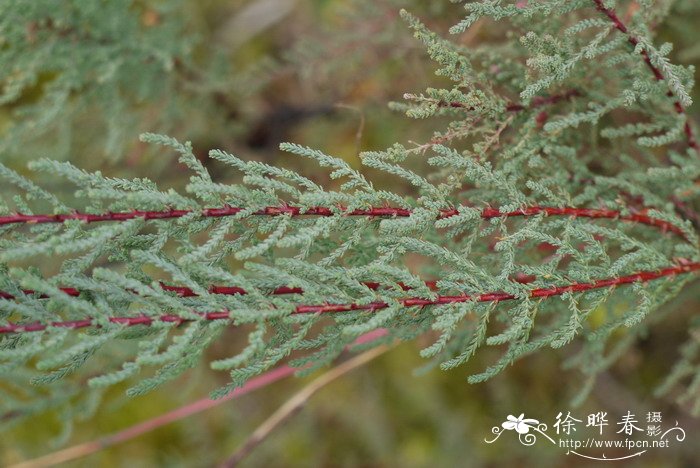 多枝柽柳Tamarix ramosissima 多枝柽柳Tamarix ramosissima
