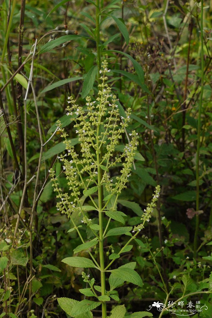 荔枝草Salvia plebeia 荔枝草Salvia plebeia
