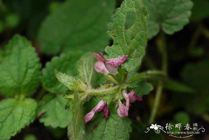 西南水苏Stachys kouyangensis