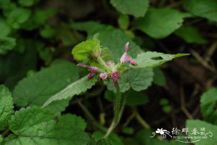 西南水苏Stachys kouyangensis 西南水苏Stachys kouyangensis