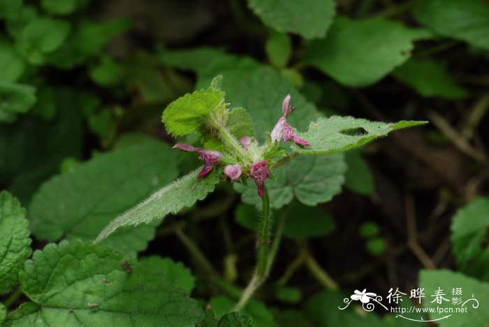 西南水苏Stachys kouyangensis