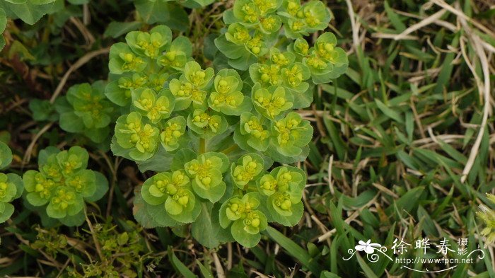 泽漆Euphorbia helioscopia