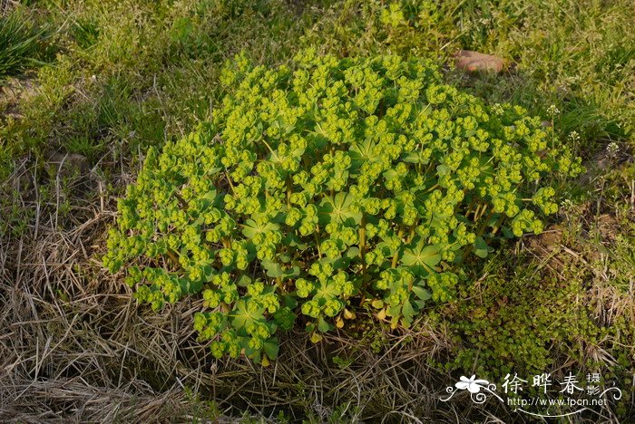 泽漆Euphorbia helioscopia 泽漆Euphorbia helioscopia