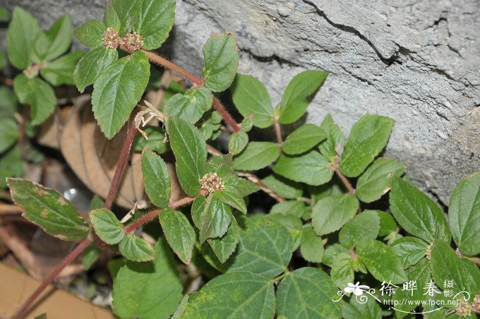 飞扬草Euphorbia hirta 飞扬草Euphorbia hirta