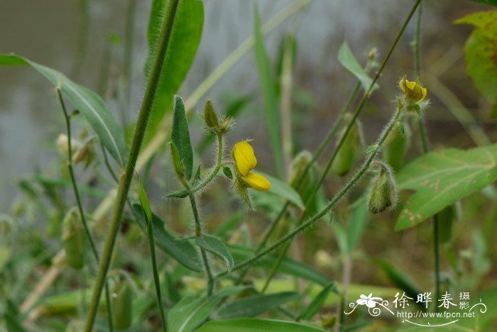 假地蓝Crotalaria ferruginea