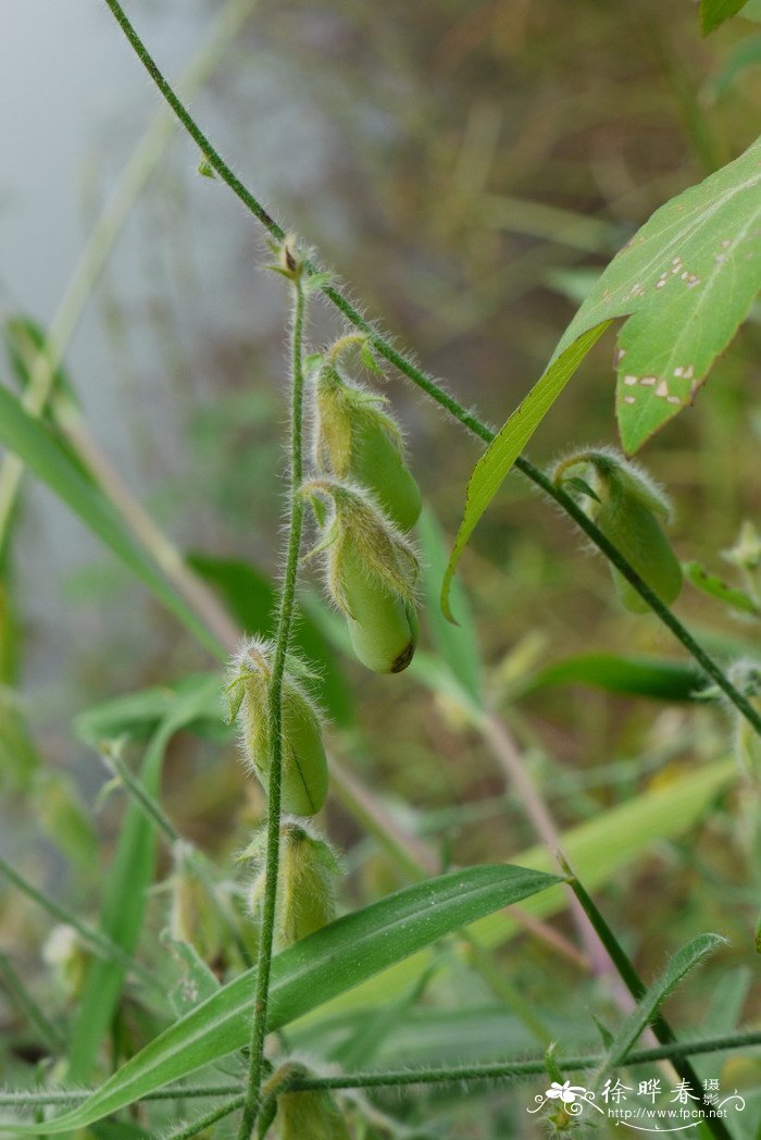 假地蓝Crotalaria ferruginea