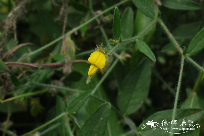 假地蓝Crotalaria ferruginea