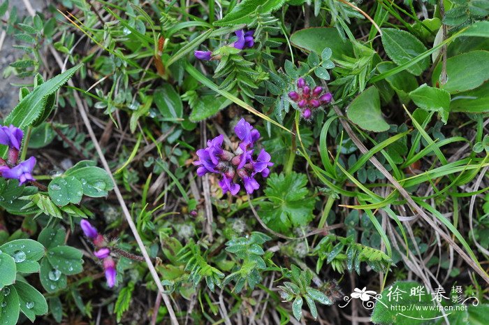 少花米口袋Gueldenstaedtia verna 少花米口袋Gueldenstaedtia verna