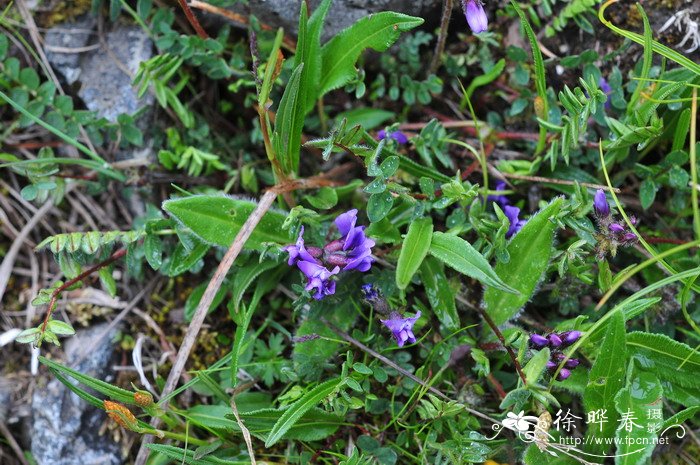 少花米口袋Gueldenstaedtia verna 少花米口袋Gueldenstaedtia verna