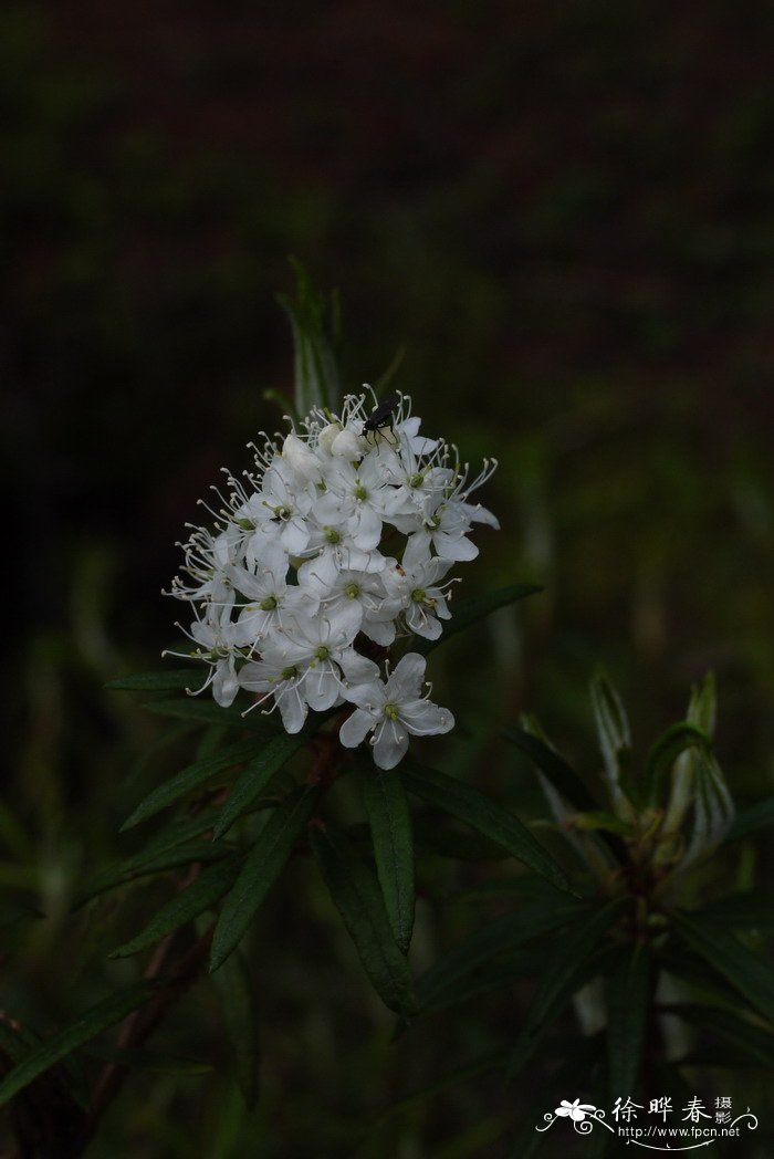 宽叶杜香Ledum palustre var. dilatatum