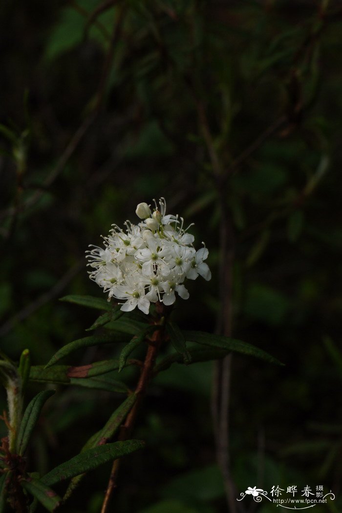 宽叶杜香Ledum palustre var. dilatatum 宽叶杜香Ledum palustre var. dilatatum