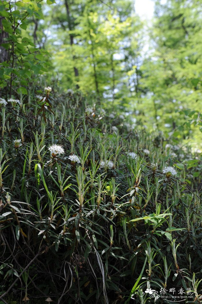 宽叶杜香Ledum palustre var. dilatatum 宽叶杜香Ledum palustre var. dilatatum