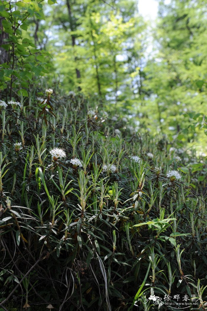 宽叶杜香Ledum palustre var. dilatatum