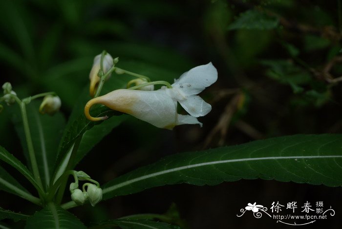 管茎凤仙花Impatiens tubulosa 管茎凤仙花Impatiens tubulosa