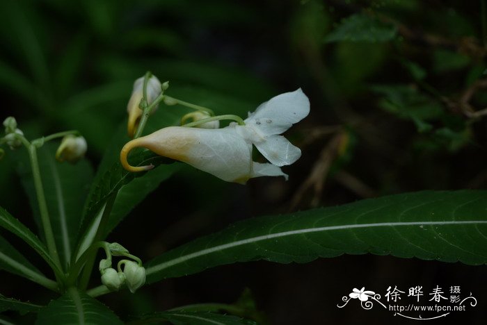 管茎凤仙花Impatiens tubulosa