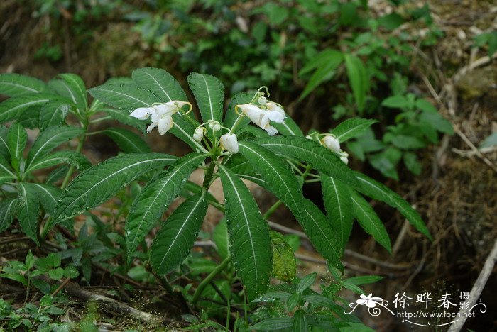 管茎凤仙花Impatiens tubulosa 管茎凤仙花Impatiens tubulosa