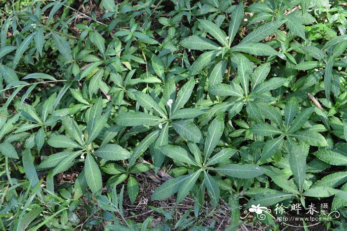 管茎凤仙花Impatiens tubulosa 管茎凤仙花Impatiens tubulosa