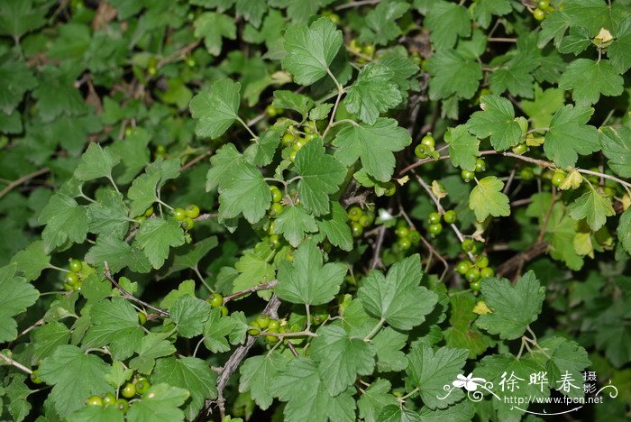 华蔓茶藨子Ribes fasciculatum var. chinense