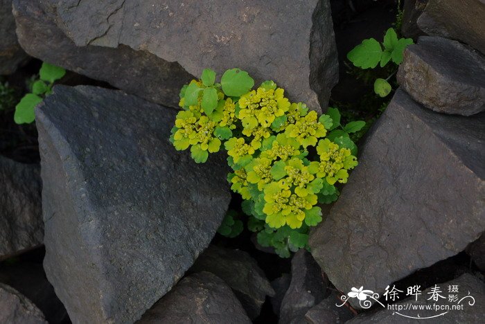 五台金腰Chrysosplenium serreanum 五台金腰Chrysosplenium serreanum