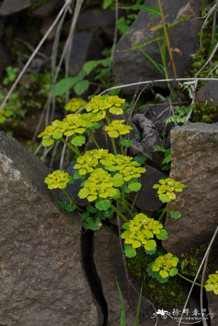 五台金腰Chrysosplenium serreanum 五台金腰Chrysosplenium serreanum