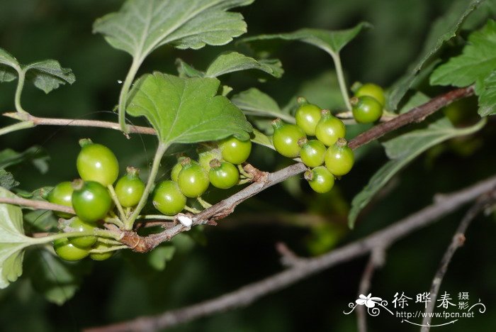 华蔓茶藨子Ribes fasciculatum var. chinense