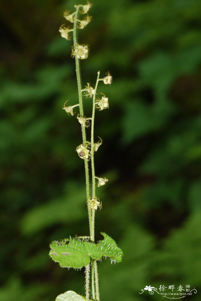 唢呐草Mitella nuda 唢呐草Mitella nuda