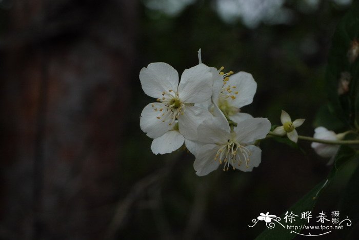 东北山梅花Philadelphus schrenkii 东北山梅花Philadelphus schrenkii