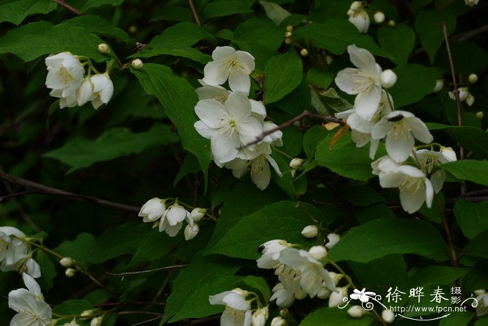 东北山梅花Philadelphus schrenkii 东北山梅花Philadelphus schrenkii