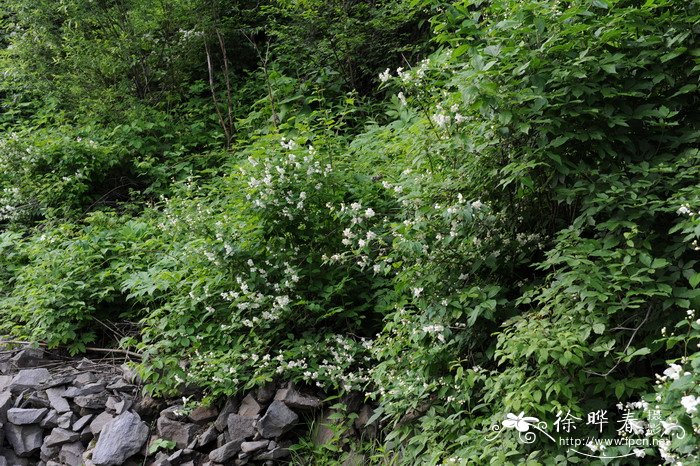东北山梅花Philadelphus schrenkii 东北山梅花Philadelphus schrenkii