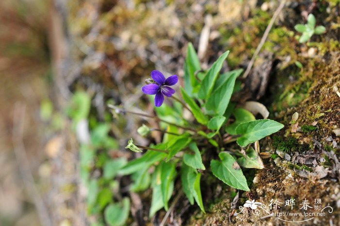 犁头草Viola japonica 犁头草Viola japonica