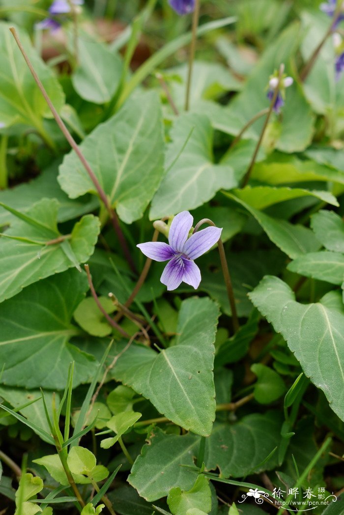 犁头草Viola japonica 犁头草Viola japonica