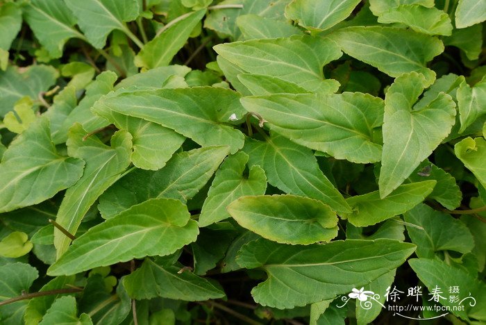 犁头草Viola japonica 犁头草Viola japonica