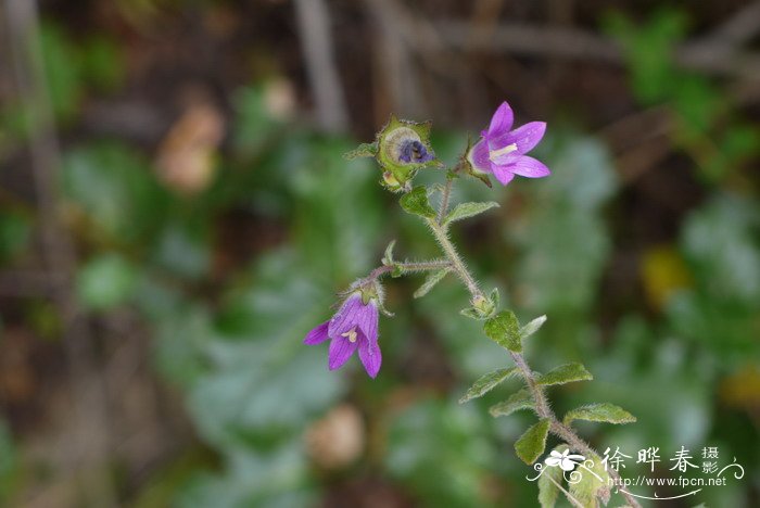 西南风铃草Campanula pallida