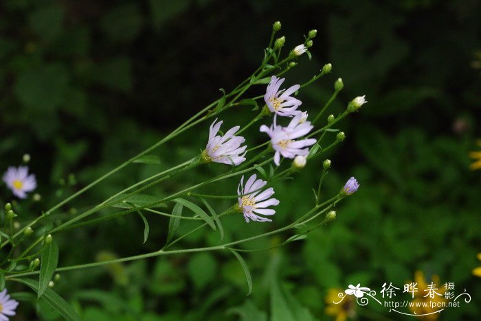 紫菀Aster tataricus 紫菀Aster tataricus