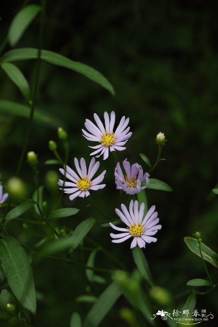 紫菀Aster tataricus 紫菀Aster tataricus
