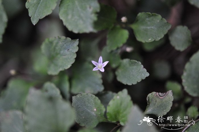 袋果草Peracarpa carnosa 袋果草Peracarpa carnosa