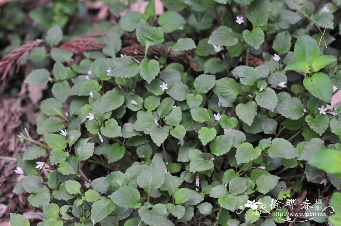 袋果草Peracarpa carnosa 袋果草Peracarpa carnosa